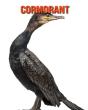 Cormorant - Preview
