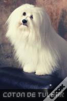 Coton De Tulear