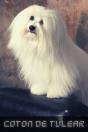 Coton De Tulear - Preview