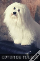 Coton De Tulear
