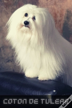 Capa do artigo Coton De Tulear