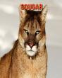 Cougar - Preview