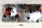Couleurs Cheval - Preview