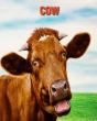 Cow - Preview