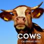 Cows Calendar 2021 - Preview