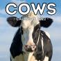 Cows Calendar 2022 - Preview