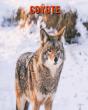 Coyote - Preview