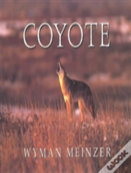 Coyote