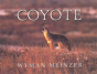 Coyote - Preview