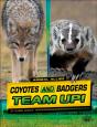 Coyotes And Badgers Team Up! - Preview