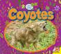 Coyotes  - Preview