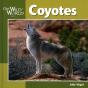 Coyotes - Preview