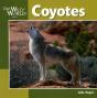 Coyotes - Preview