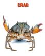 Crab - Preview