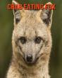 Crab Eating Fox - Preview