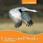 Cranes And Storks - Preview