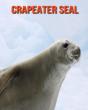 Crapeater Seal - Preview