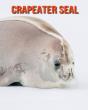 Crapeater Seal - Preview