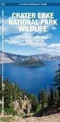 Crater Lake National Park Wildlife - Preview