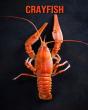 Crayfish - Preview