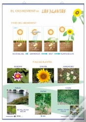 Capa do artigo Creixement Classificacio De Les Plantes