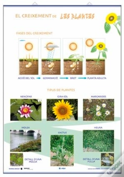 Capa do artigo Creixement Classificacio De Les Plantes