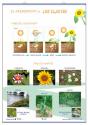 Creixement Classificacio De Les Plantes - Preview