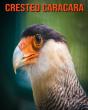 Crested Caracara - Preview