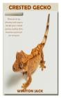 Crested Gecko - Preview