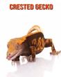 Crested Gecko - Preview