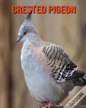 Crested Pigeon