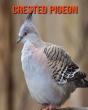 Crested Pigeon - Preview