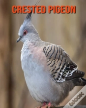 Capa do artigo Crested Pigeon