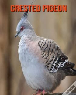 Capa do artigo Crested Pigeon