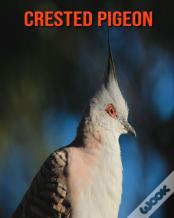 Crested Pigeon