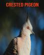 Crested Pigeon - Preview