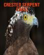 Crested Serpent Eagle - Preview