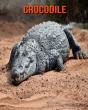 Crocodile - Preview