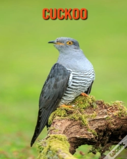 Capa do artigo Cuckoo