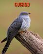 Cuckoo - Preview
