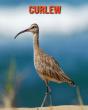 Curlew - Preview
