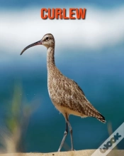 Capa do artigo Curlew