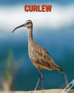 Capa do artigo Curlew