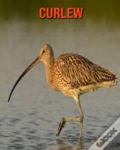 Curlew