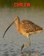 Curlew - Preview