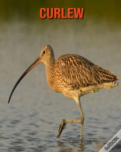 Capa do artigo Curlew