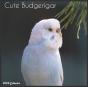 Cute Budgerigar 2022 Calendar - Preview