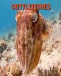 Cuttlefishes - Preview