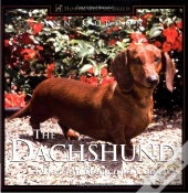 Dachshund