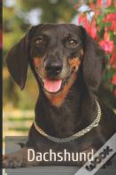 Dachshund